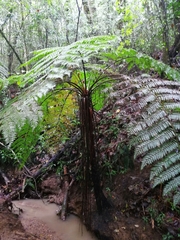 Cyathea costaricensis