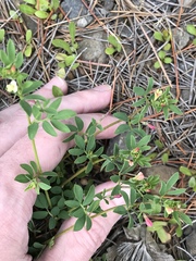 Acmispon parviflorus
