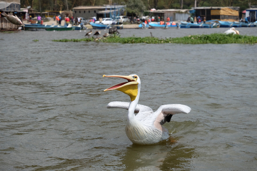 iNaturalist image