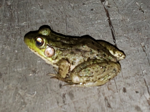 Green Frog photographed in West Virginia
