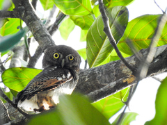 Glaucidium radiatum