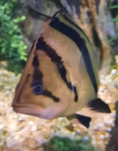 Finescale tigerfish (Datnioides microlepis) — Datnioididae — 4