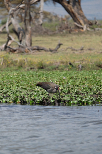 iNaturalist: (c) jorgepelirrojo, some rights reserved (CC BY-NC) iNaturalist image