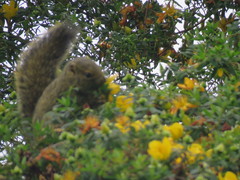 Funisciurus carruthersi