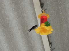 Eupetomena cirrochloris