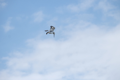 iNaturalist image