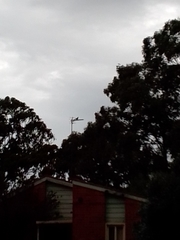 Streptopelia chinensis