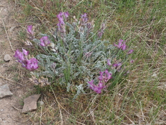 Astragalus utahensis