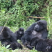Gorilla beringei beringei - Photo (c) Srinivasa Shenoy, osa oikeuksista pidätetään (CC BY-NC), lähettänyt Srinivasa Shenoy