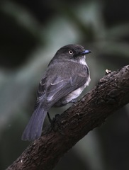 Melaenornis chocolatinus