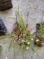 Encyclia nematocaulon