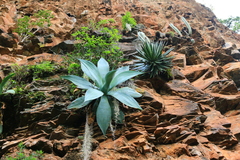 Agave pedunculifera