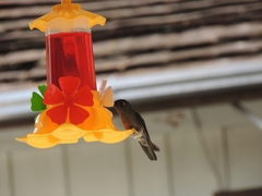 Eupetomena cirrochloris