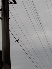 Streptopelia chinensis