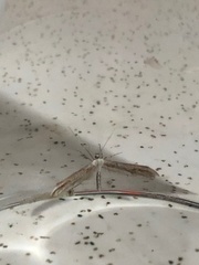 Gillmeria pallidactyla