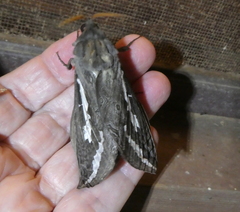 Abantiades atripalpis