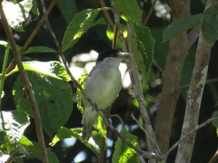 Pachyramphus rufus
