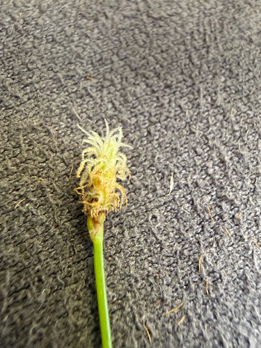 Eleocharis montevidensis observed 2026-07-22