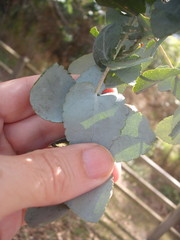 Eucalyptus crenulata