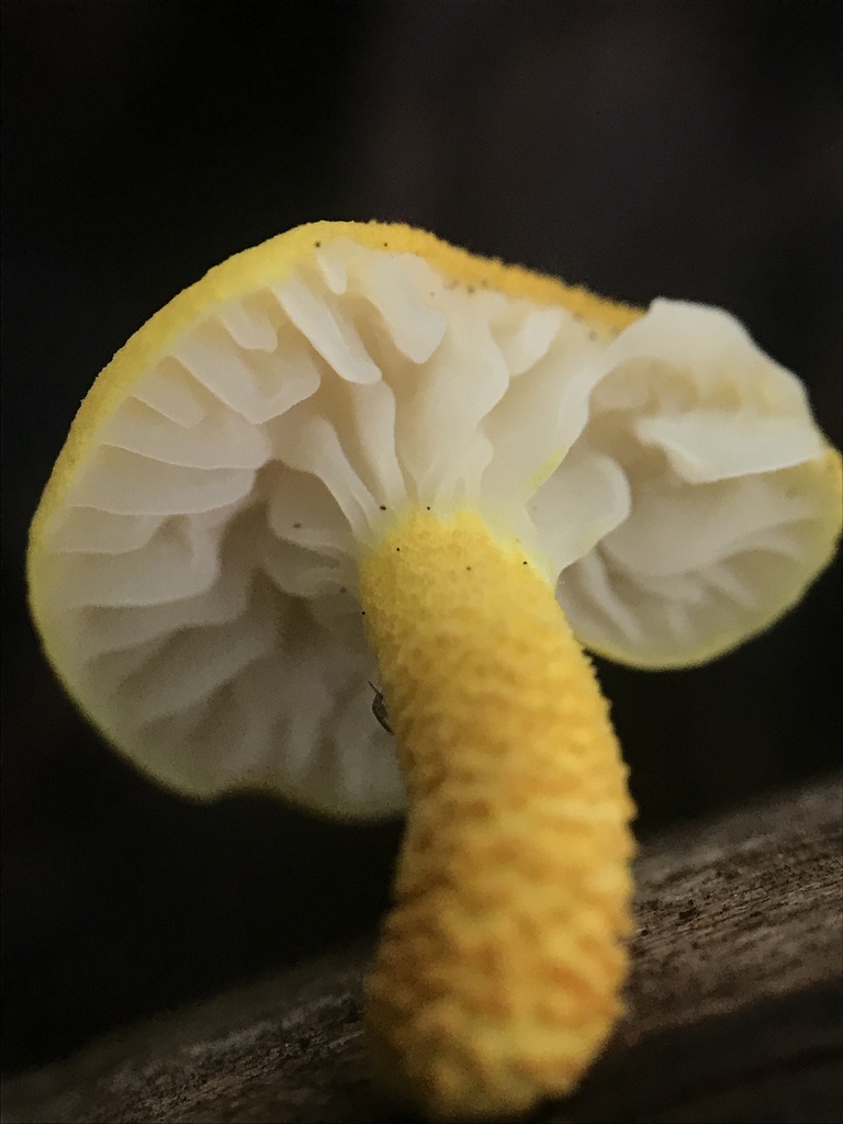 golden coincap · July 2026 · photo: Photo: (c) Matthew Rozanoff, some rights reserved (CC BY) · iNaturalist
