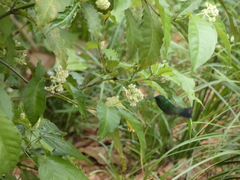 Chlorostilbon assimilis