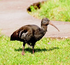 Bostrychia carunculata