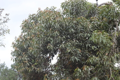Nectandra acutifolia