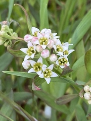 Comandra umbellata californica