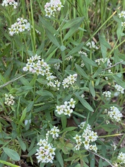 Comandra umbellata californica
