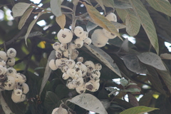Nectandra acutifolia