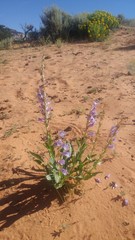 Penstemon laevis