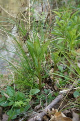 Scrophularia scopolii