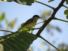 Pachyramphus rufus
