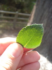 Eucalyptus crenulata