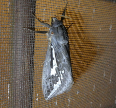 Abantiades atripalpis