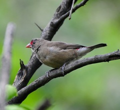 Lagonosticta senegala