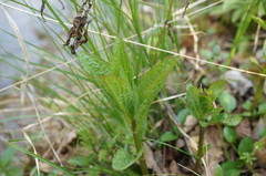Scrophularia scopolii