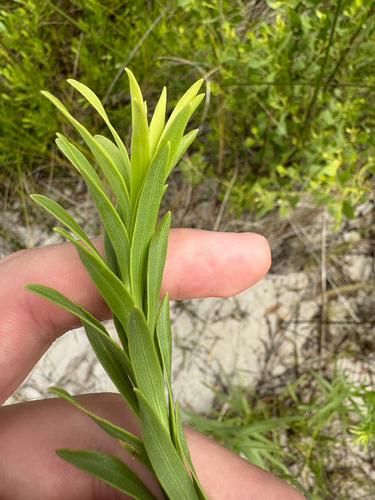 Solidago mexicana, photograph 6
