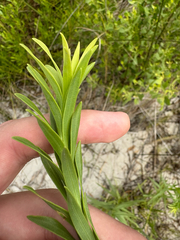 Solidago mexicana, photograph author not stated, no rights reserved