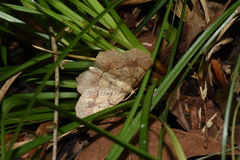Euchlaena deplanaria