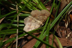 Euchlaena deplanaria