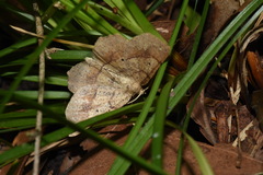 Euchlaena deplanaria