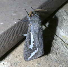 Abantiades atripalpis