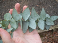 Eucalyptus crenulata