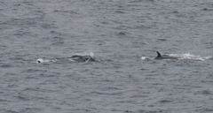 Balaenoptera borealis