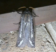 Abantiades atripalpis