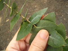 Eucalyptus crenulata