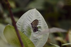 Pseudohaetera hypaesia