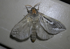 Abantiades atripalpis