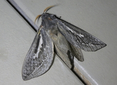 Abantiades atripalpis